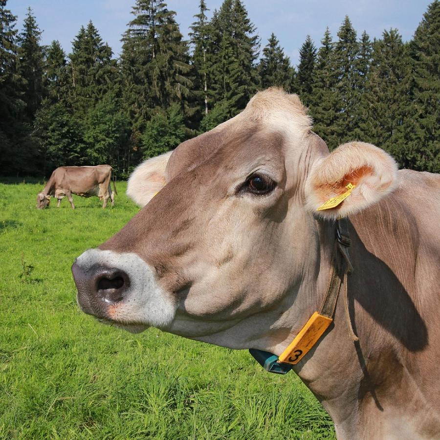 Ferienhof Bitschnau Lindenberg im Allgau Luaran gambar