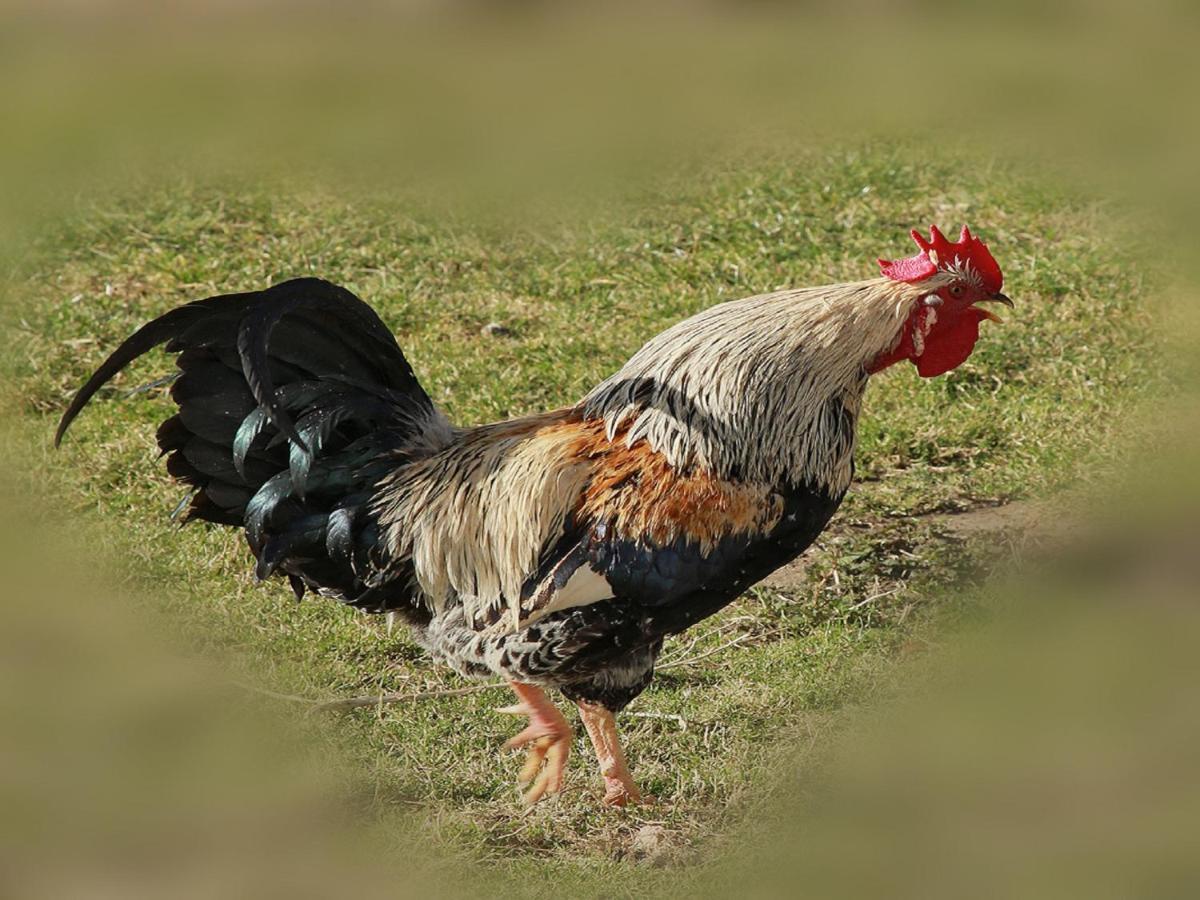 Ferienhof Bitschnau Lindenberg im Allgau Luaran gambar