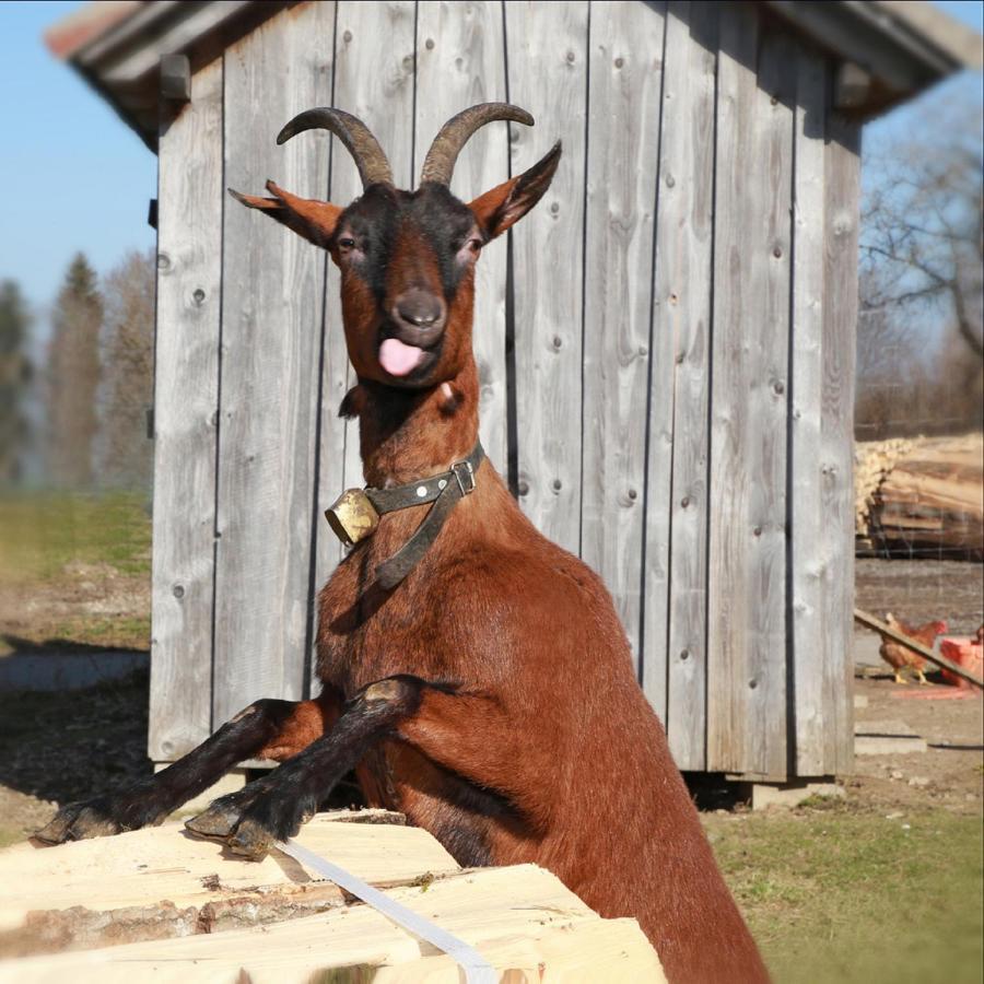Ferienhof Bitschnau Lindenberg im Allgau Luaran gambar